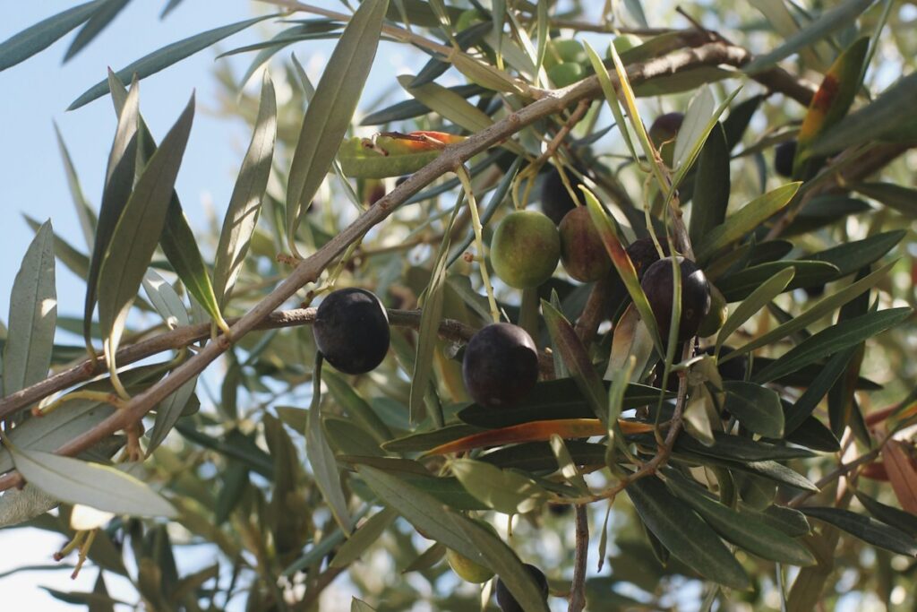 Lecce in autunno: il momento migliore per scoprire la città